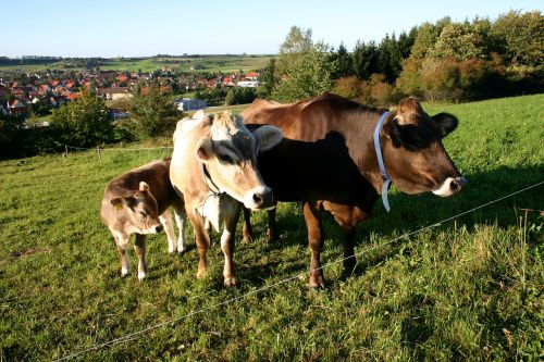 cows pasture landscape