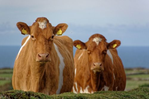 cows meadow sea