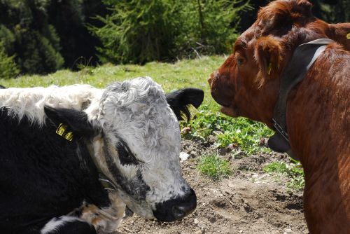 cows tyrol alpine meadow