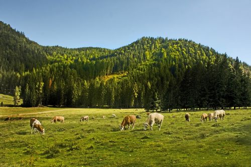 cows allgäu cow