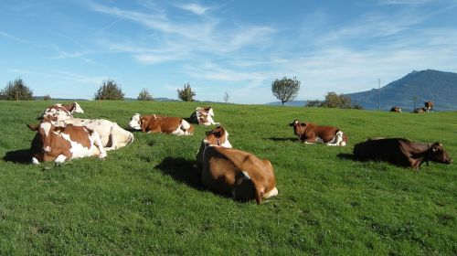 cows pasture animals