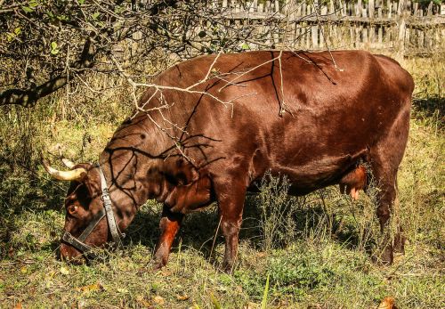 cows brown animals