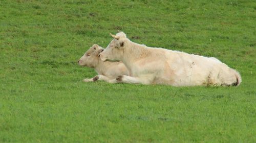 cows animals pasture