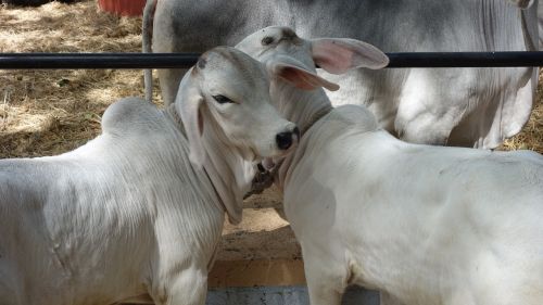 cows animal cattle