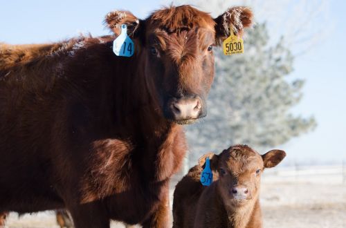 cows calf red angus