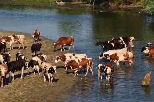cows animals farm