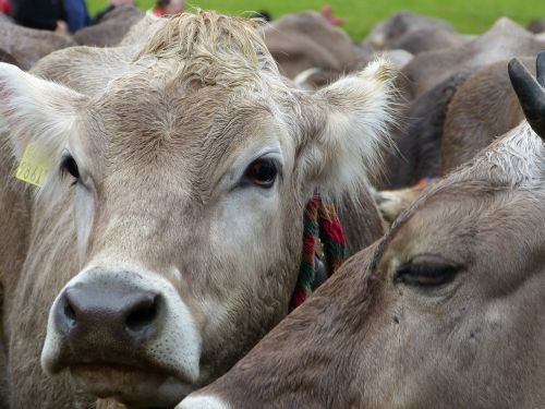 cows allgäu viehscheid