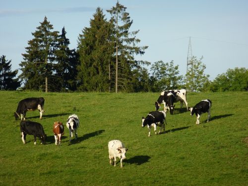 cows pasture beef