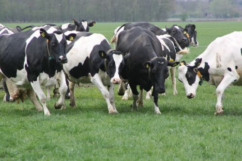 cows grass spring