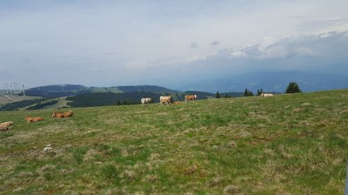 cows alm nature
