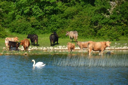 cows swan nature