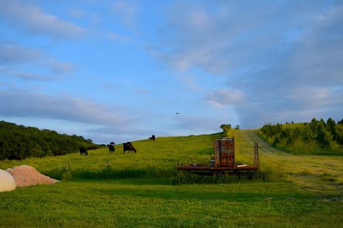 cows farm hillside