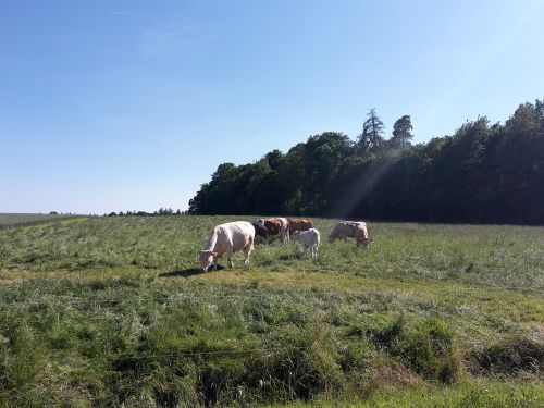 cows pasture coupling