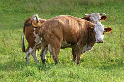 cows animals meadow