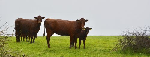 cows ireland nature