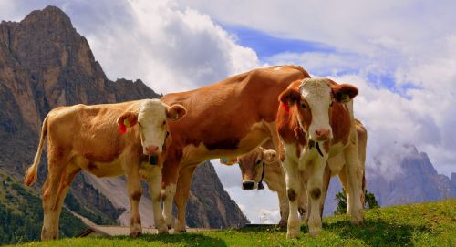 cows dolomites prato