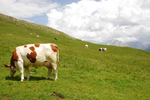 cows pasture mountain