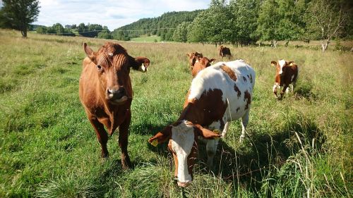 cows sweden what a beautiful day