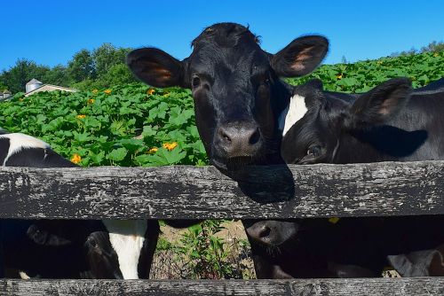 cows fence farm