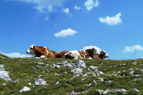 cows alpine mountain