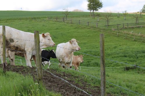 cows meadow pasture