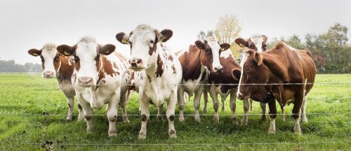 cows meadow cattle