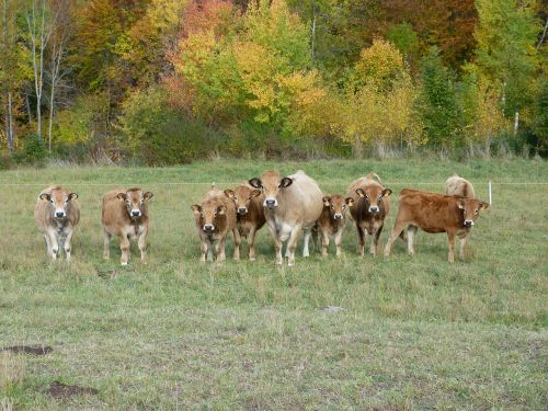 cows animals prairie