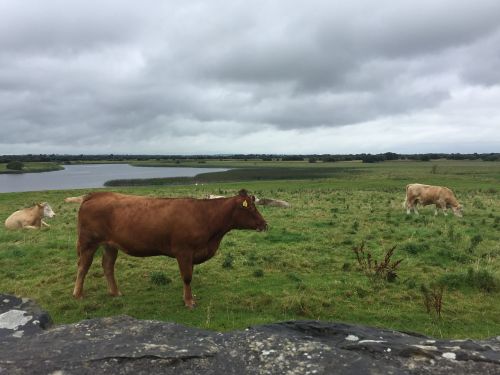 cows ireland beef