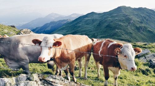 cows salzburg country tyrol