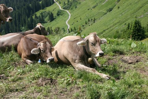 cows alm alpine meadow