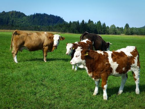 cows young cattle cattle