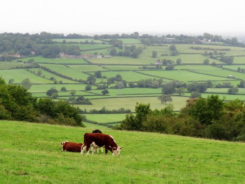 cows rural cattle