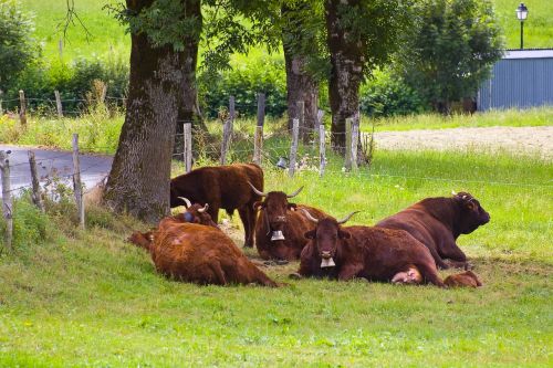 cows prairie field