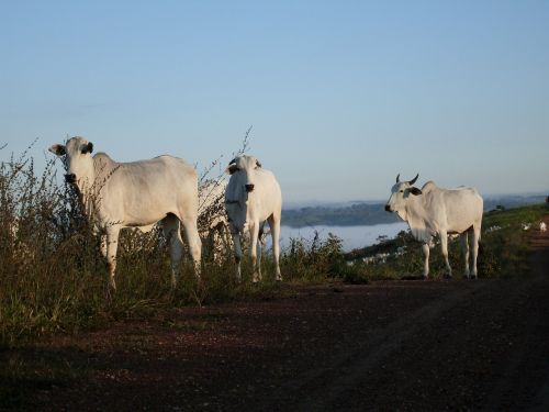 cows country side white