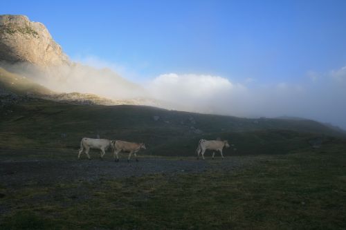 cows mountain nature