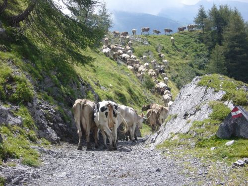 cows pasture cattle