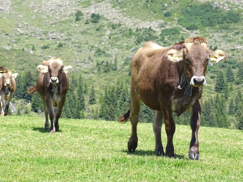 cows cattle alp