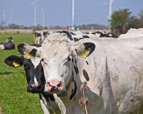 cows schwarzbunt pasture