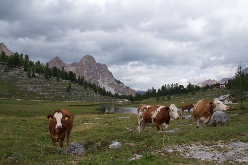 cows gray mountain
