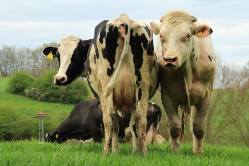 cows cattle agriculture