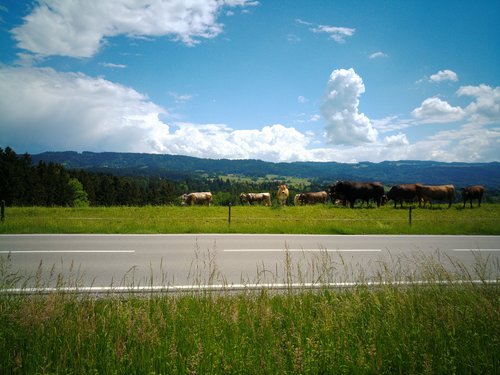 cows  allgäu  cattle