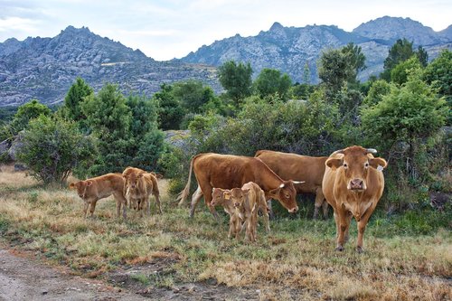 cows  landscape  field