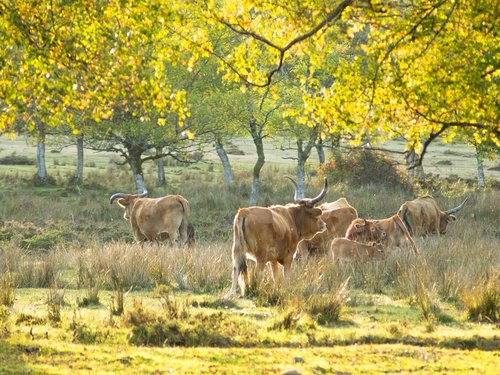 cows  nature  farm