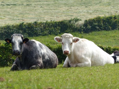 cows  ruminating  avesnois