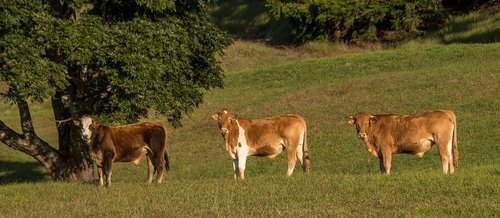 cows  bulls  cattle