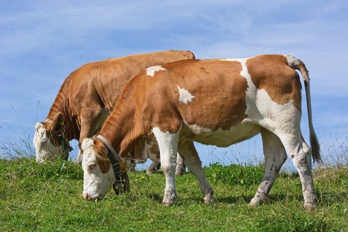 cows  graze  eat