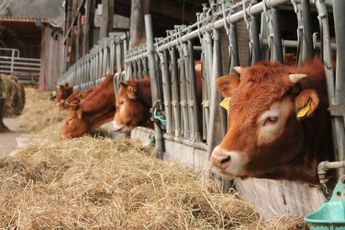 cows  stall  bio