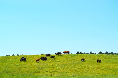 cows  grass  rural