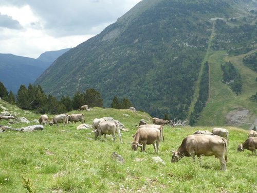 cows  mountain  andorra