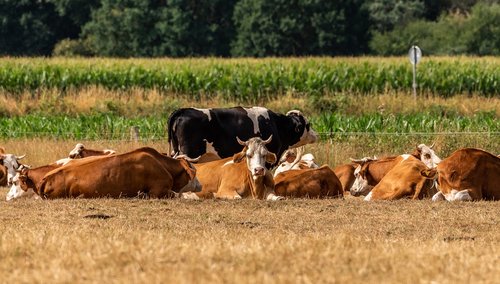 cows  pasture  ruminant